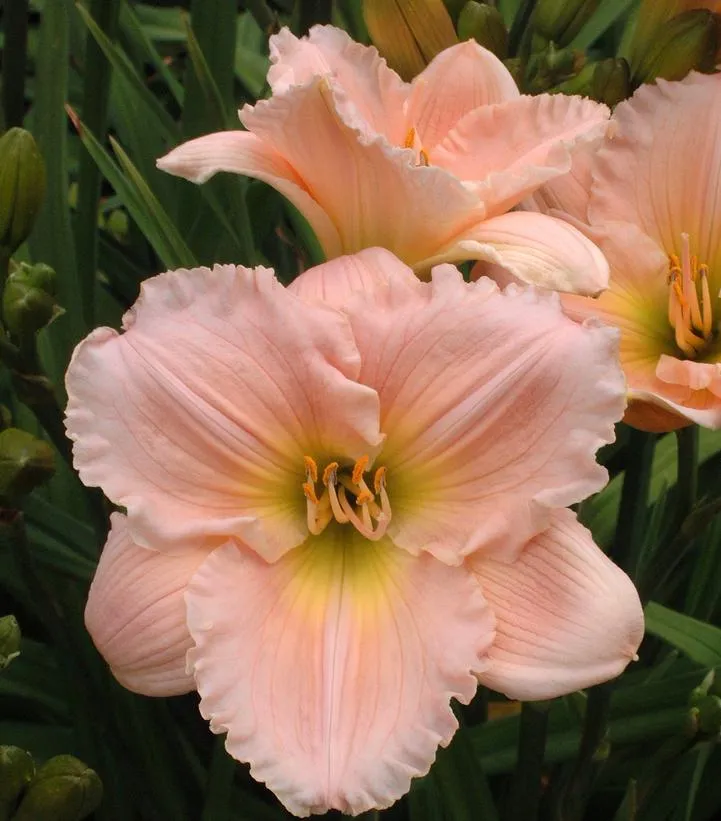 Barbara Mitchell Daylily