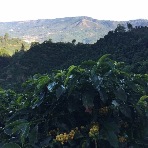 La Pastora White Honey, Tarrazú